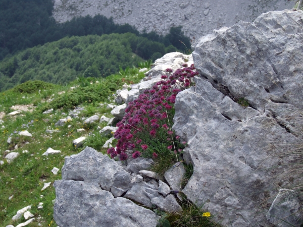 Fioriture in quota